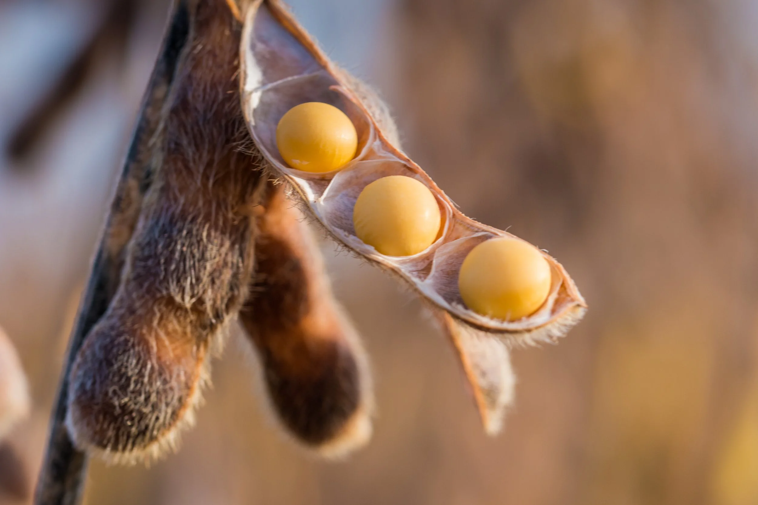 Health Benefits of High Oleic Soybeans