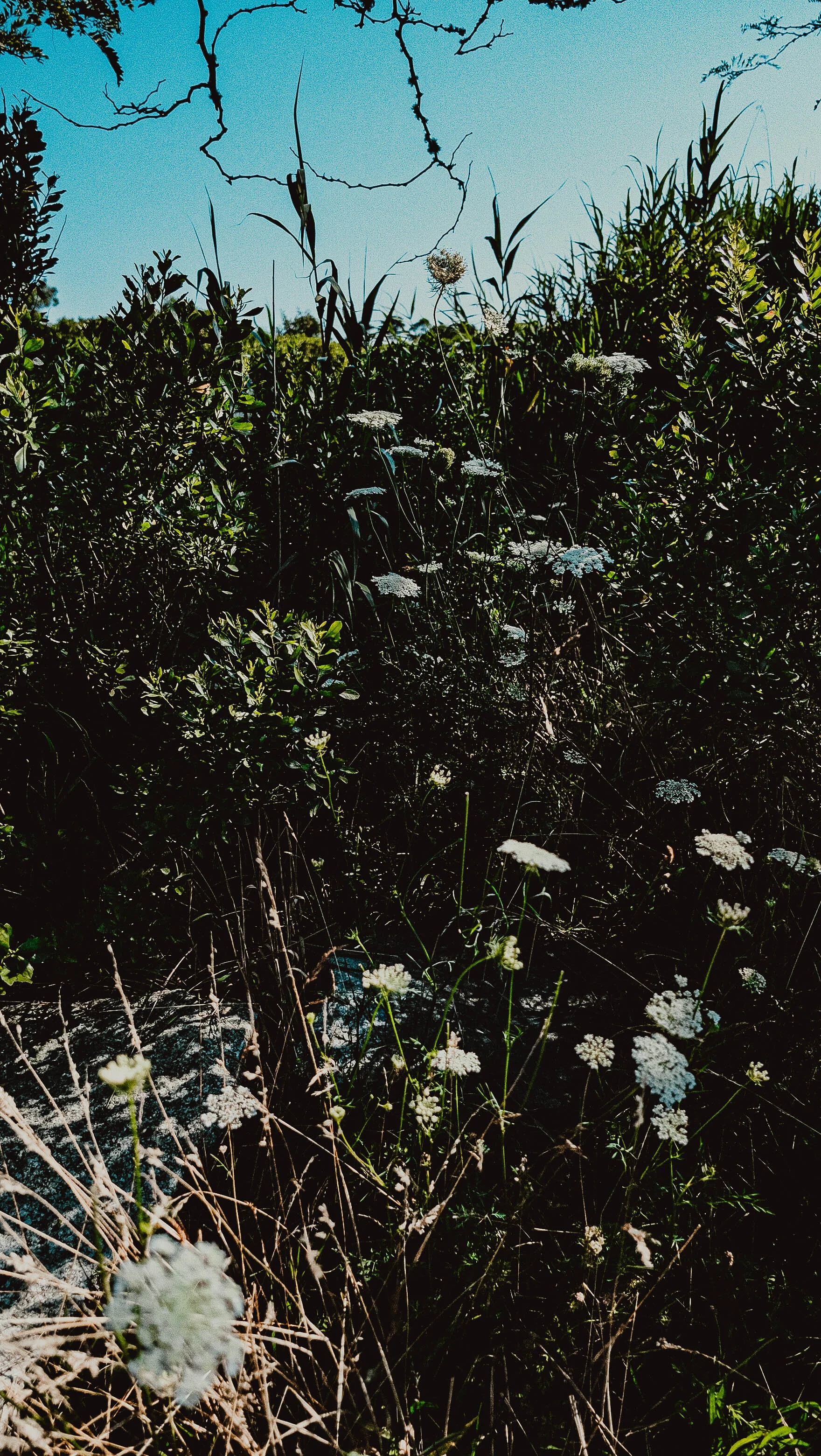 DSCF8108.jpg
