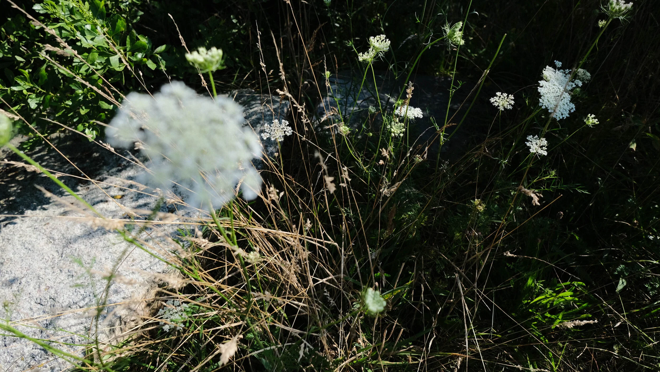 DSCF8115.jpg