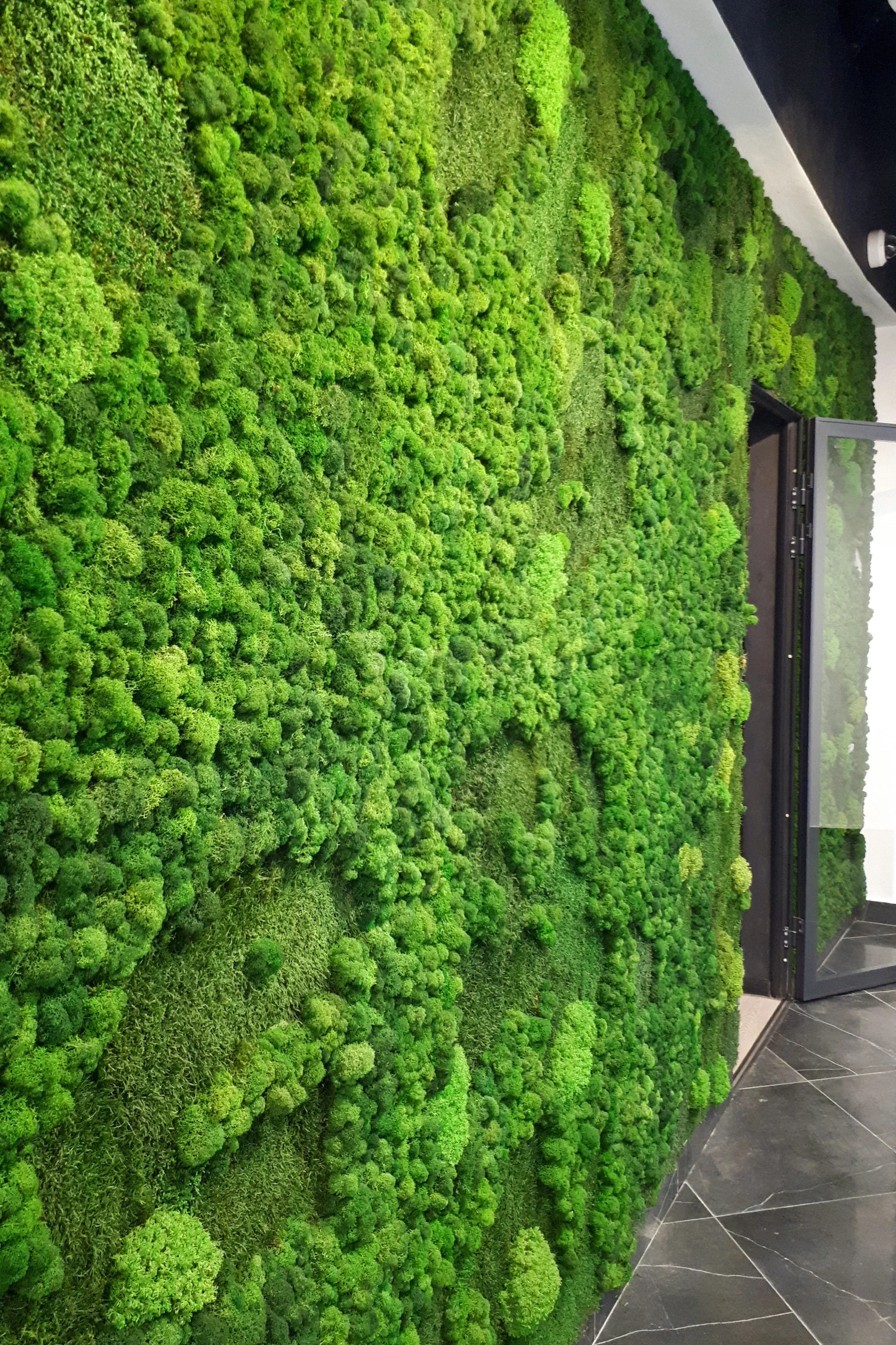 Moss Walls & Moss Panels — Vert Plantworks