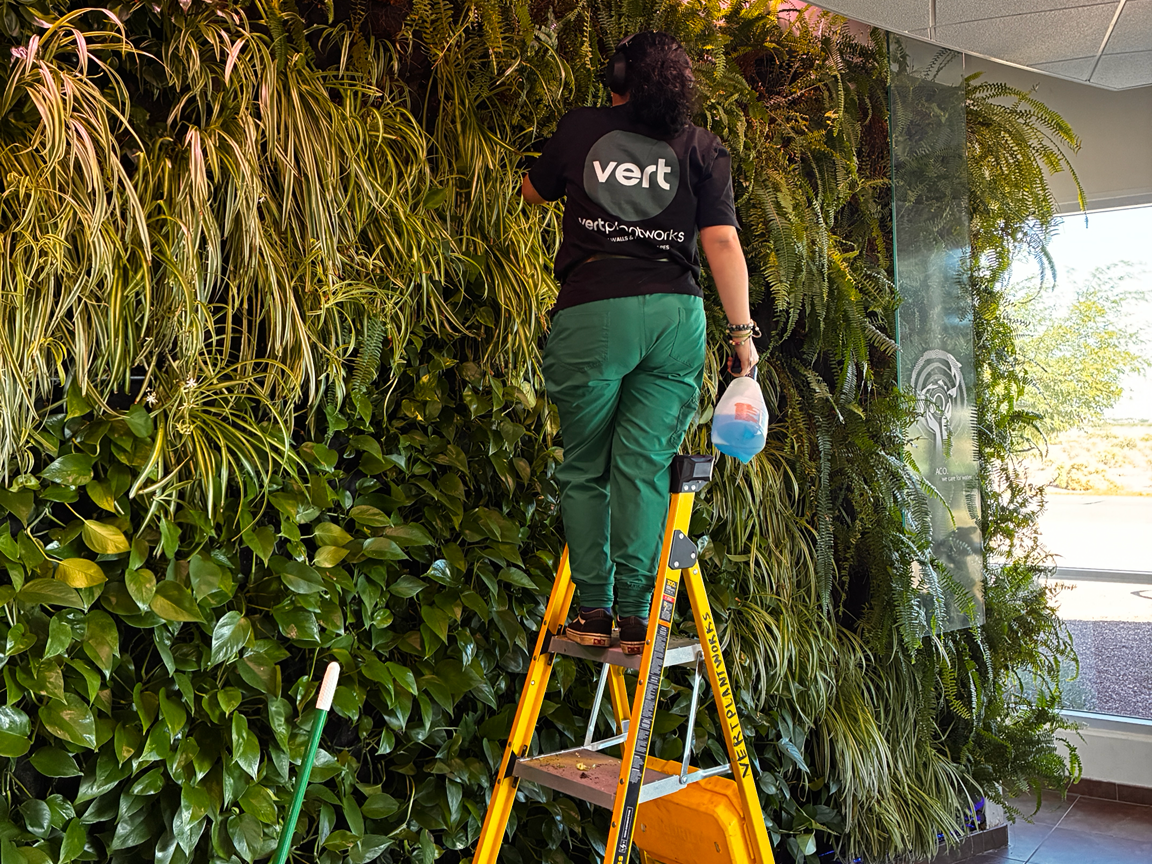 A plant maintenance horticulturalist on a ladder maintaining a living plant wall in an office lobby.