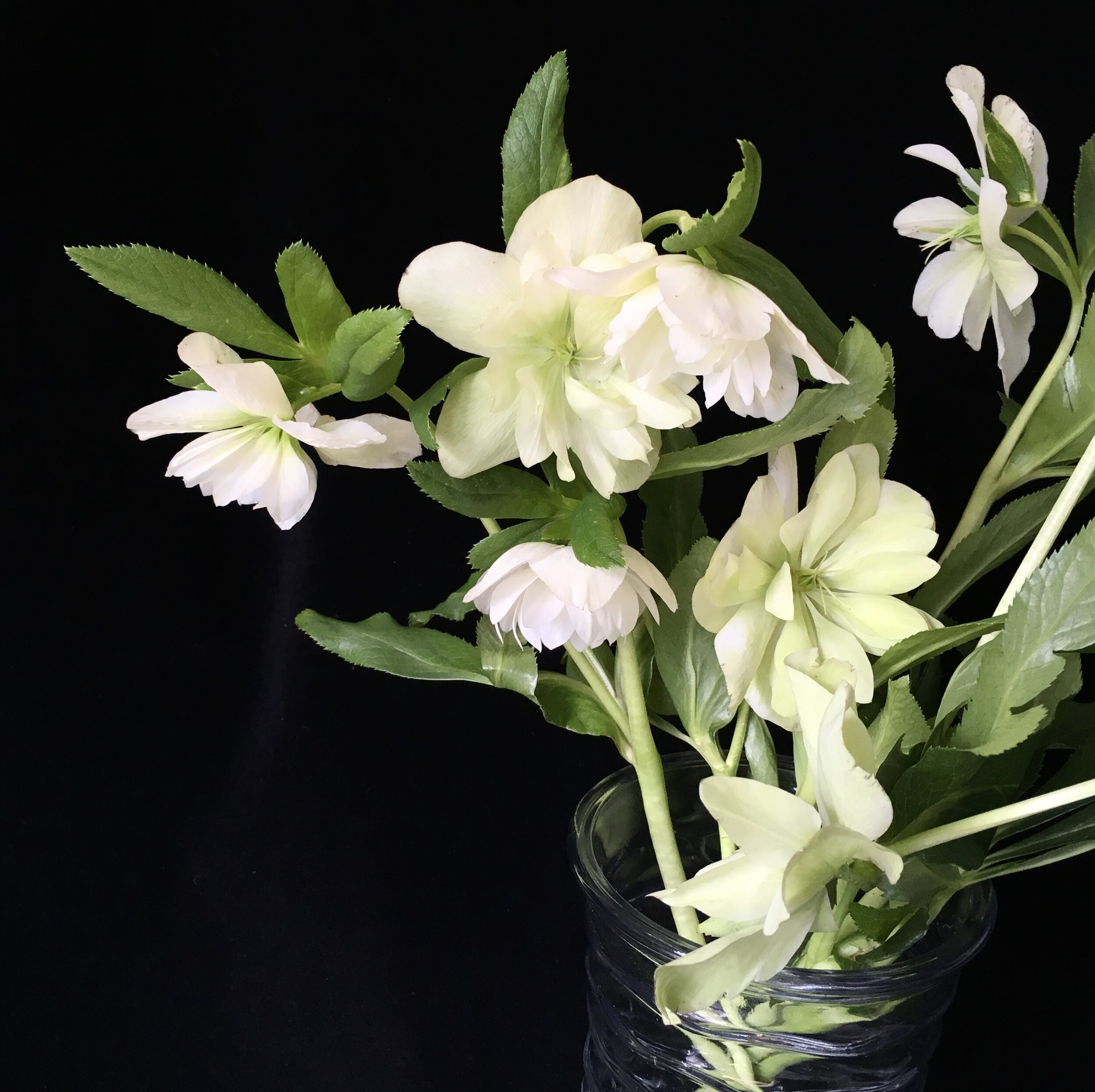 White flowers in bud vase