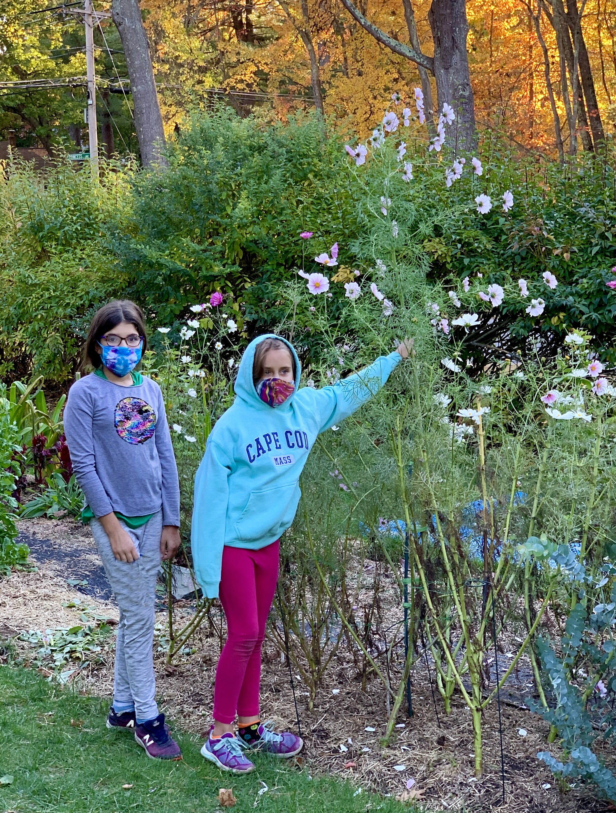 The kind of Cosmos we grow around here!