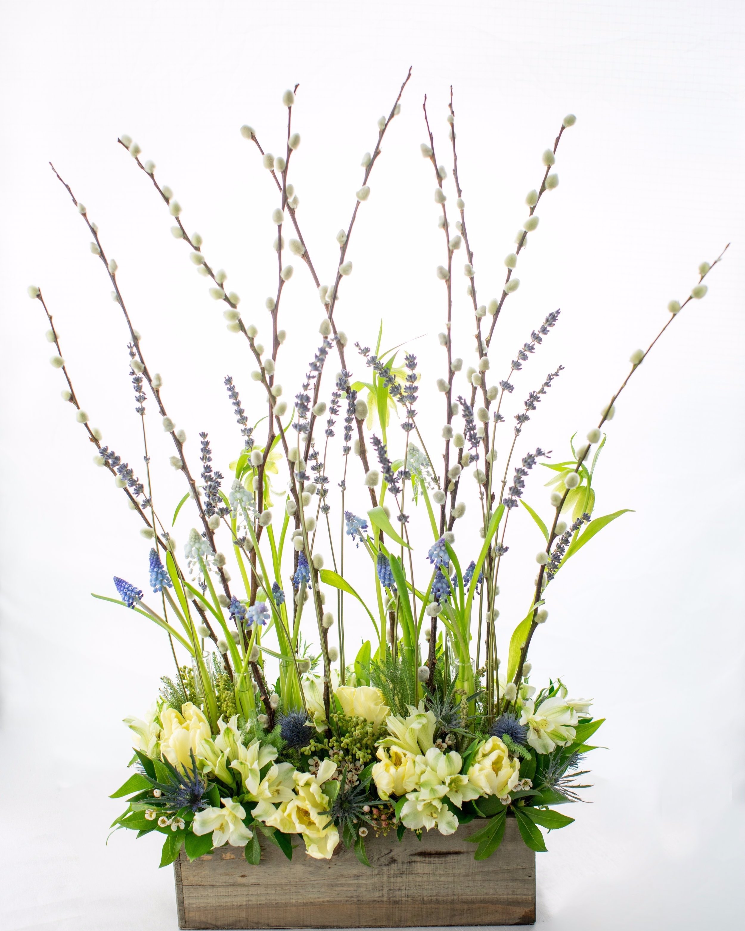 Spring flower screen pussy willow lavender muscari tulips