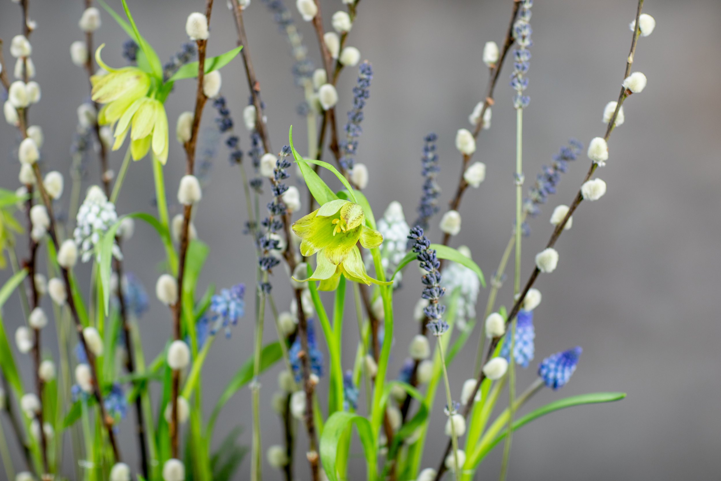 Spring flower closeup fritillary pussy willow muscari