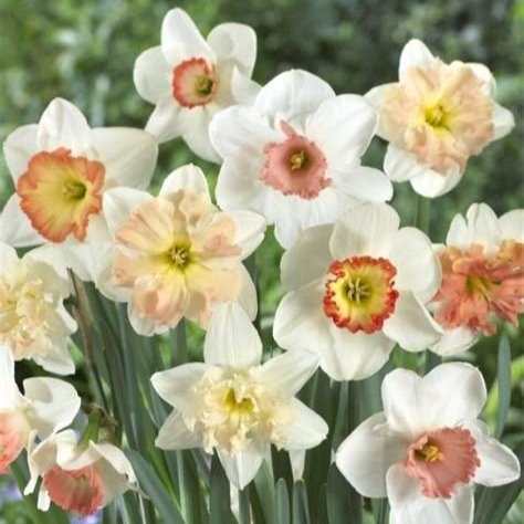Gorgeous daffodils!