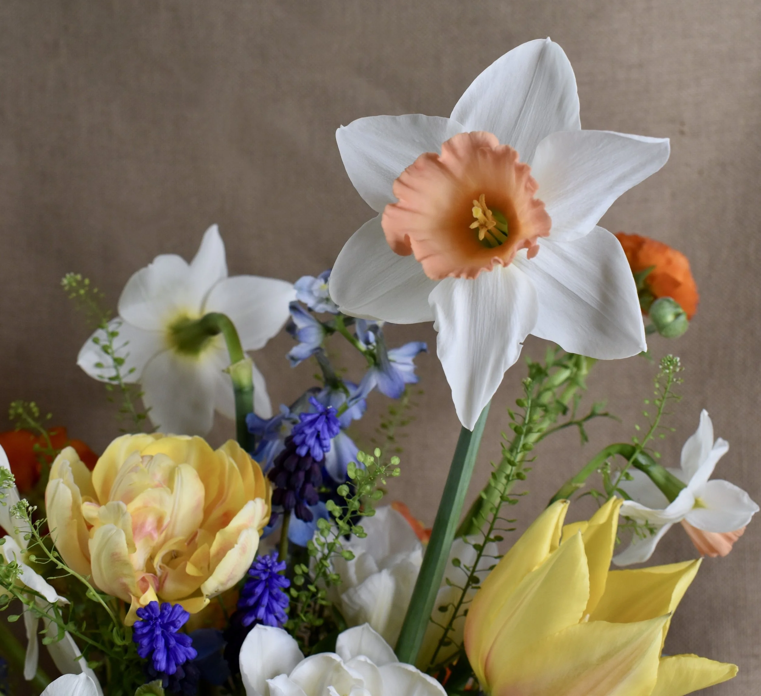 Daffodils, tulips and grape hyacinth
