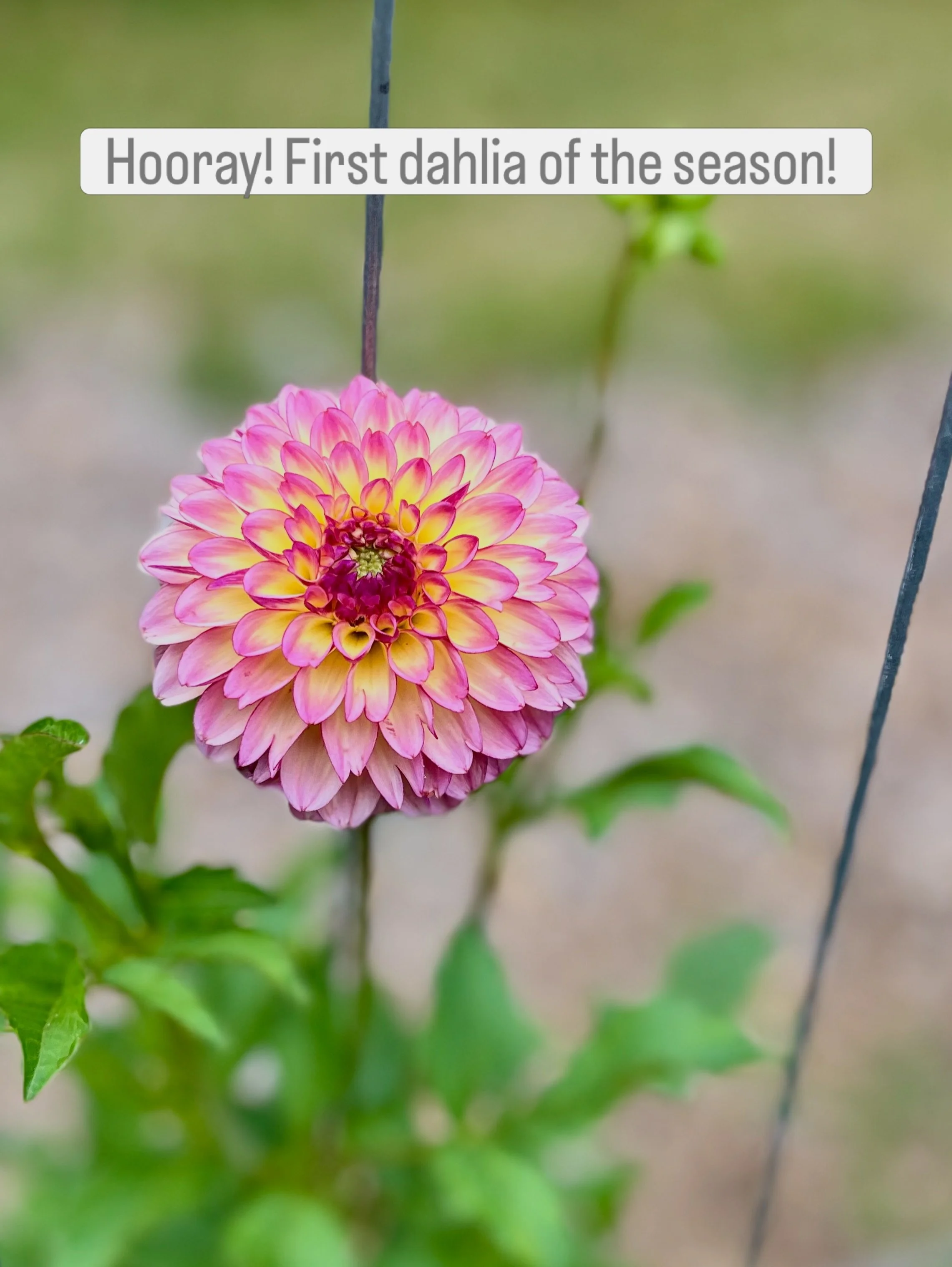 It&rsquo;s been a rough summer in my neck of the woods (eastern MA). We&rsquo;re still in a severe drought, and watering in my town is limited to hand-watering only. Needless to say, the cutting garden suffered! 
 
But the dahlias are starting to blo