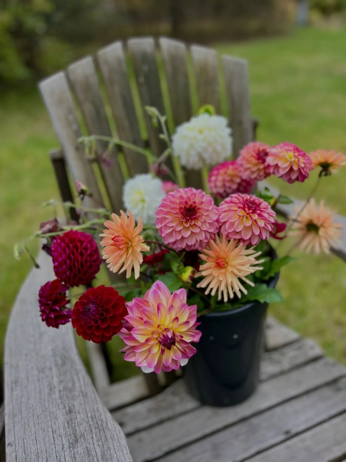 Possibly the last little bucket of dahlias for the season. This was a toughie with the water bans all summer long (eastern MA). Poor flowers. Poor gardener! Next year will be better! 
 
How did your gardening go this season?