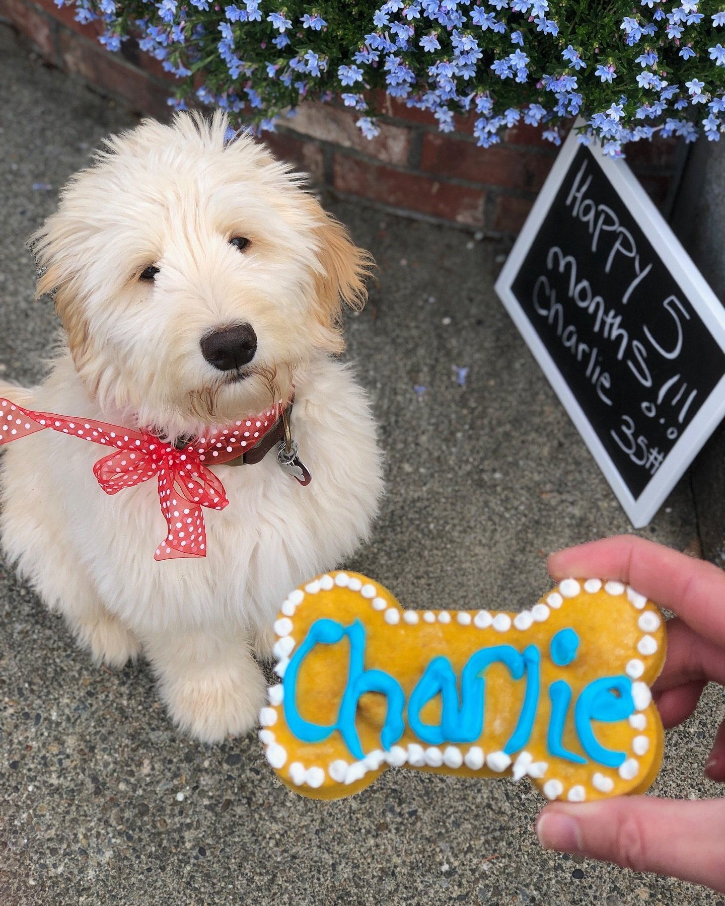 Happy International Dog Day 🐾 Today, we&rsquo;re celebrating all the furry friends who bring joy, love and a little bit of mischief into our lives 🐶 🍪 

A special shout out to our Chief Cuteness Officer, Charlie @chiefcutenessofficer , for keeping