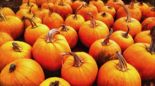 Fall Festival: Pumpkin Sale