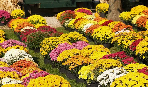 Fall Festival: Mums Sale