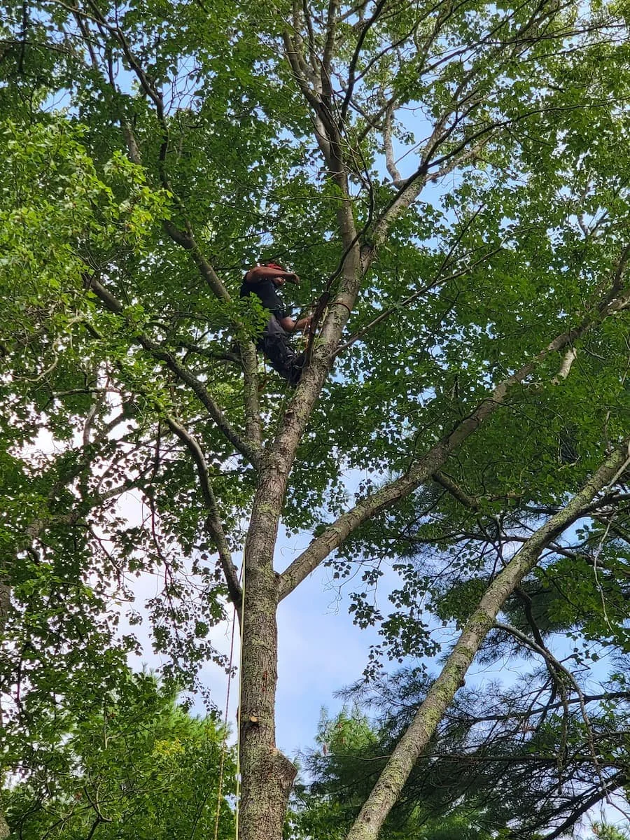 Tree Removal Services — Cook's Tree Care