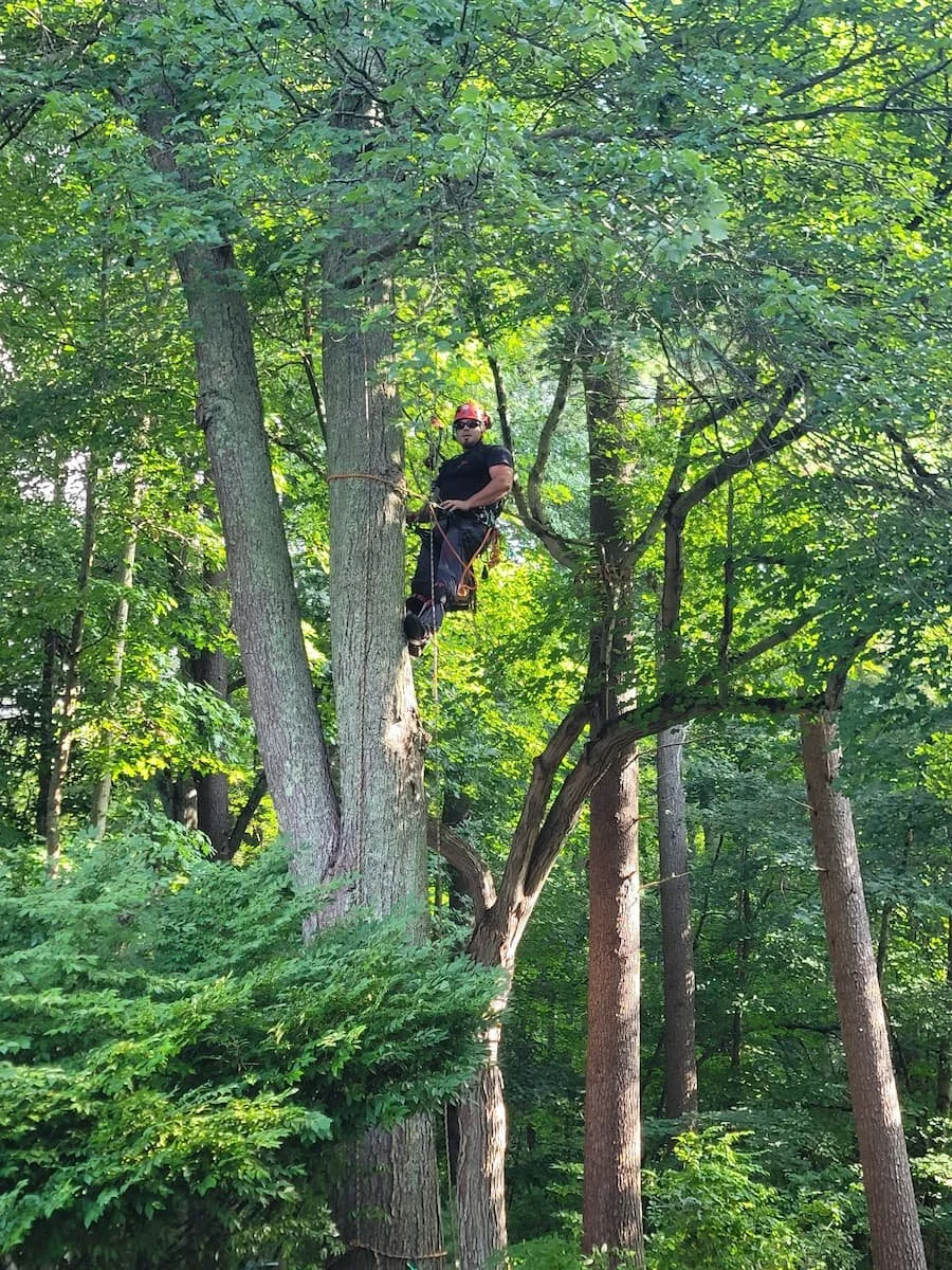Tree Removal Services — Cook's Tree Care