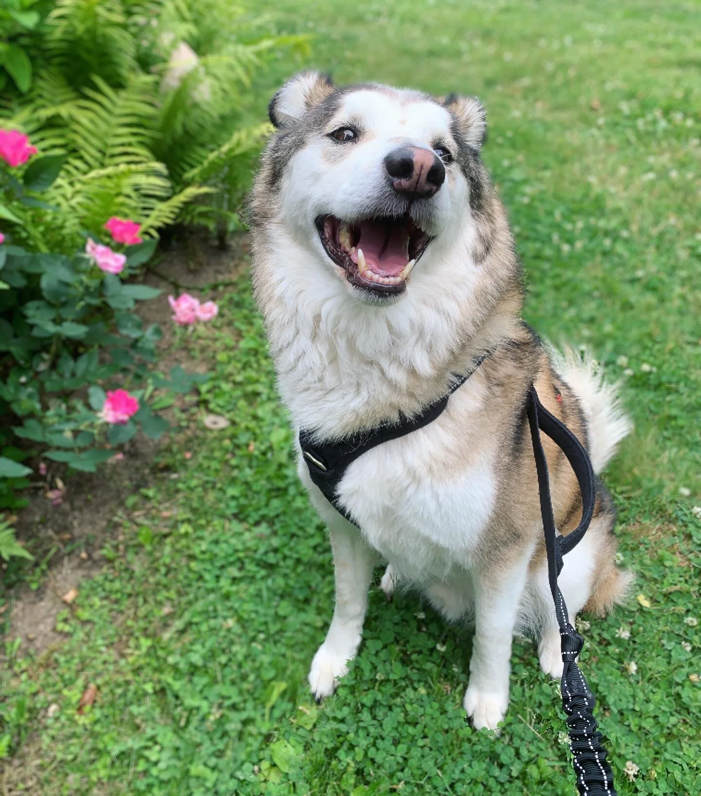 happy paws dog sitting