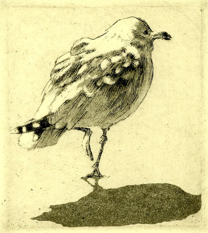 seagull with shadow.jpg