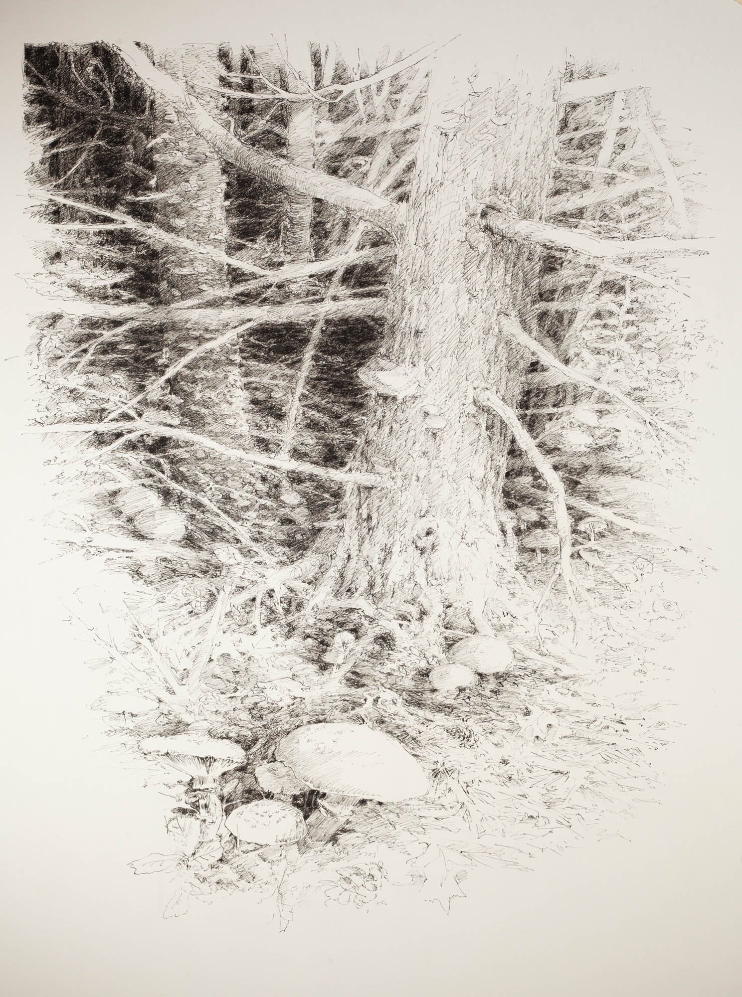 mushroom yea  2 2000.jpg