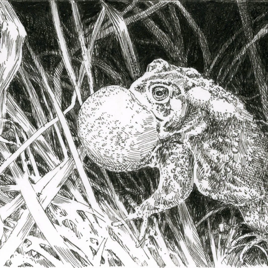 American Toad — J. Ann Eldridge