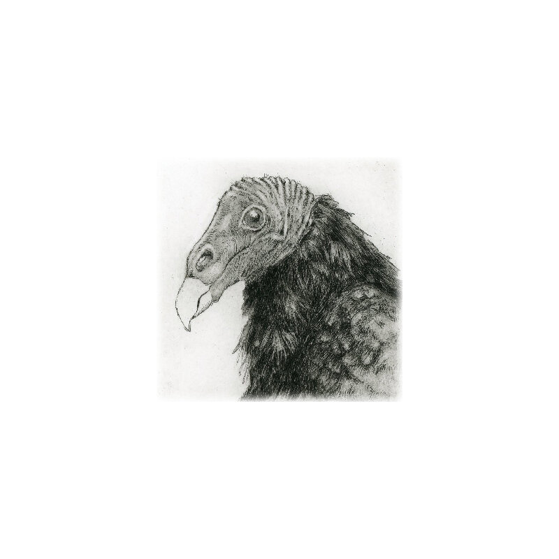 Turkey Vulture