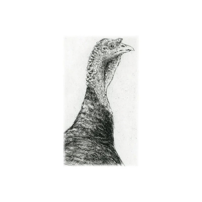 wild_turkey.jpg