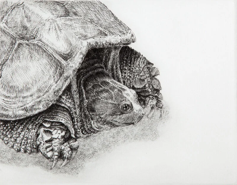 Snapper