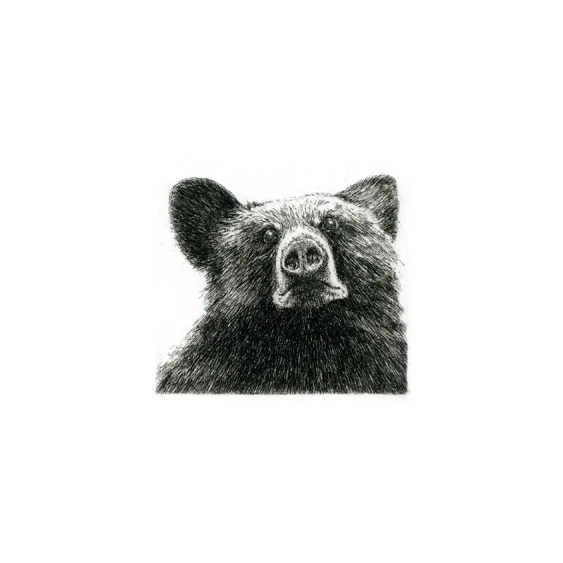 black_bear.jpg