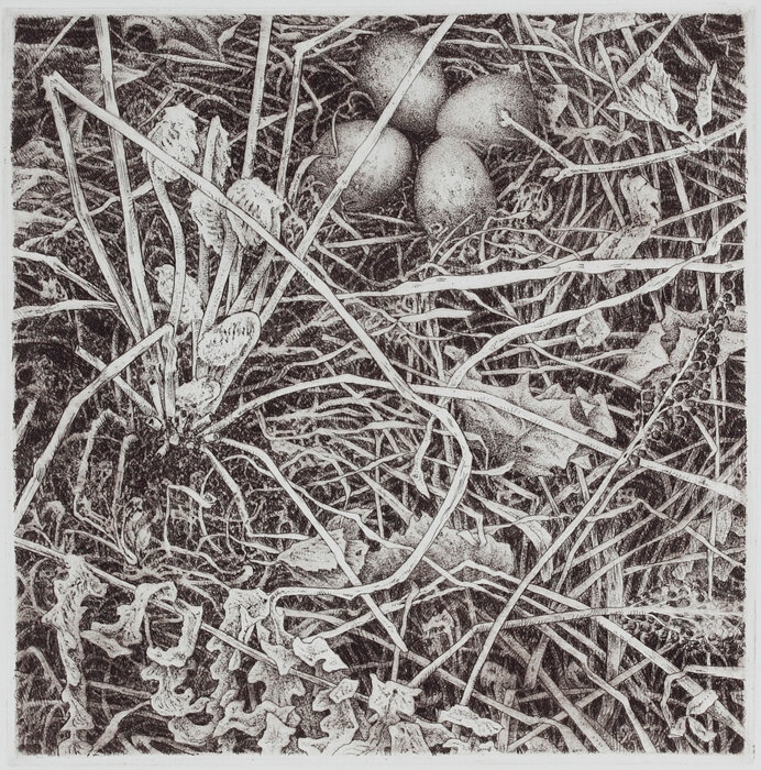 Woodcock Nest