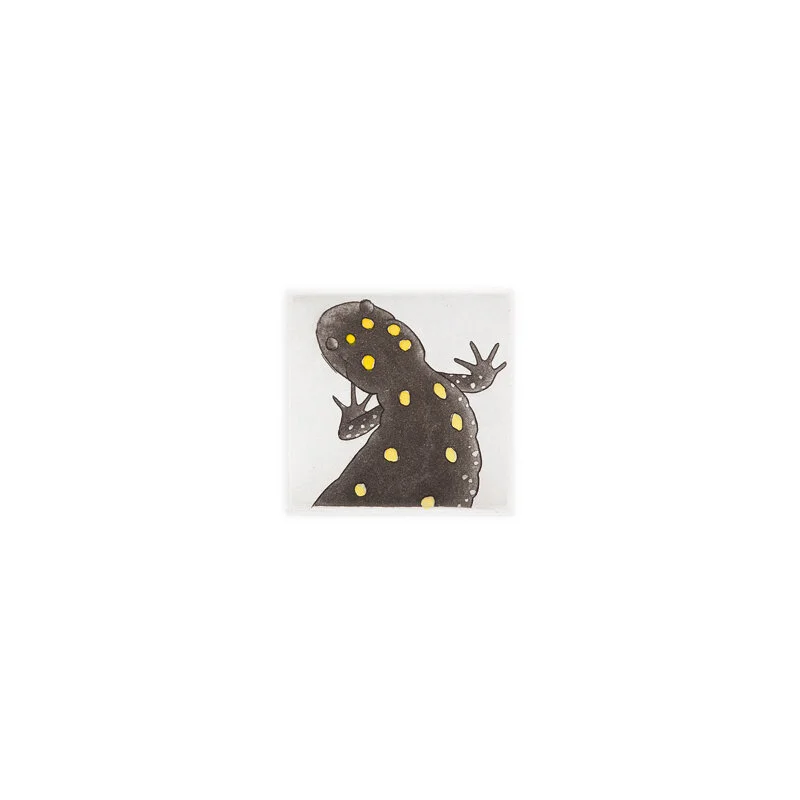 Spotted Salamander