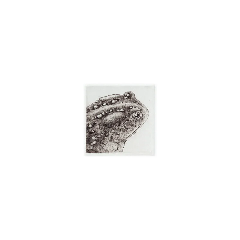 toad.jpg