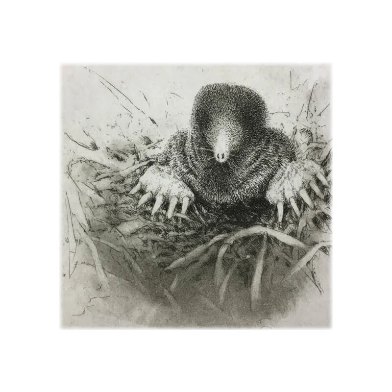 Mole