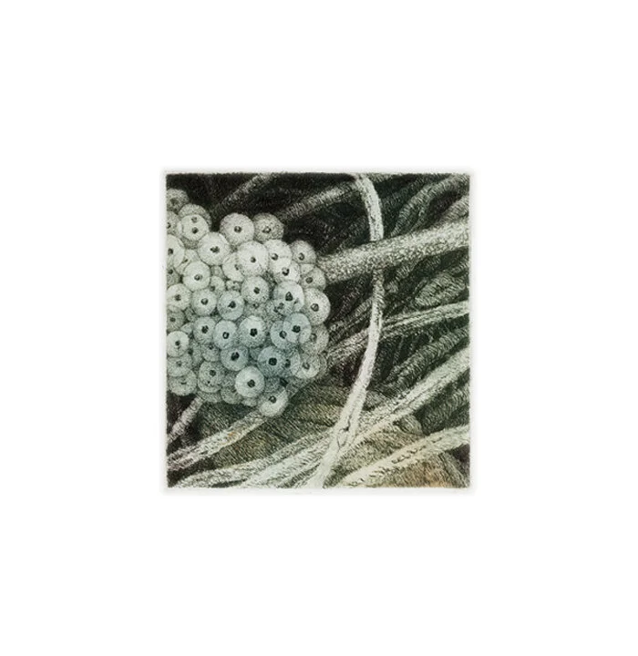April - Woodfrog Eggs