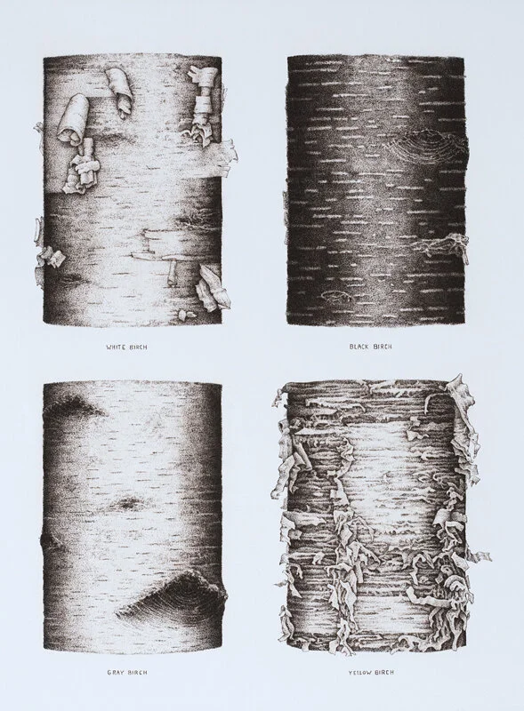 Four Birches