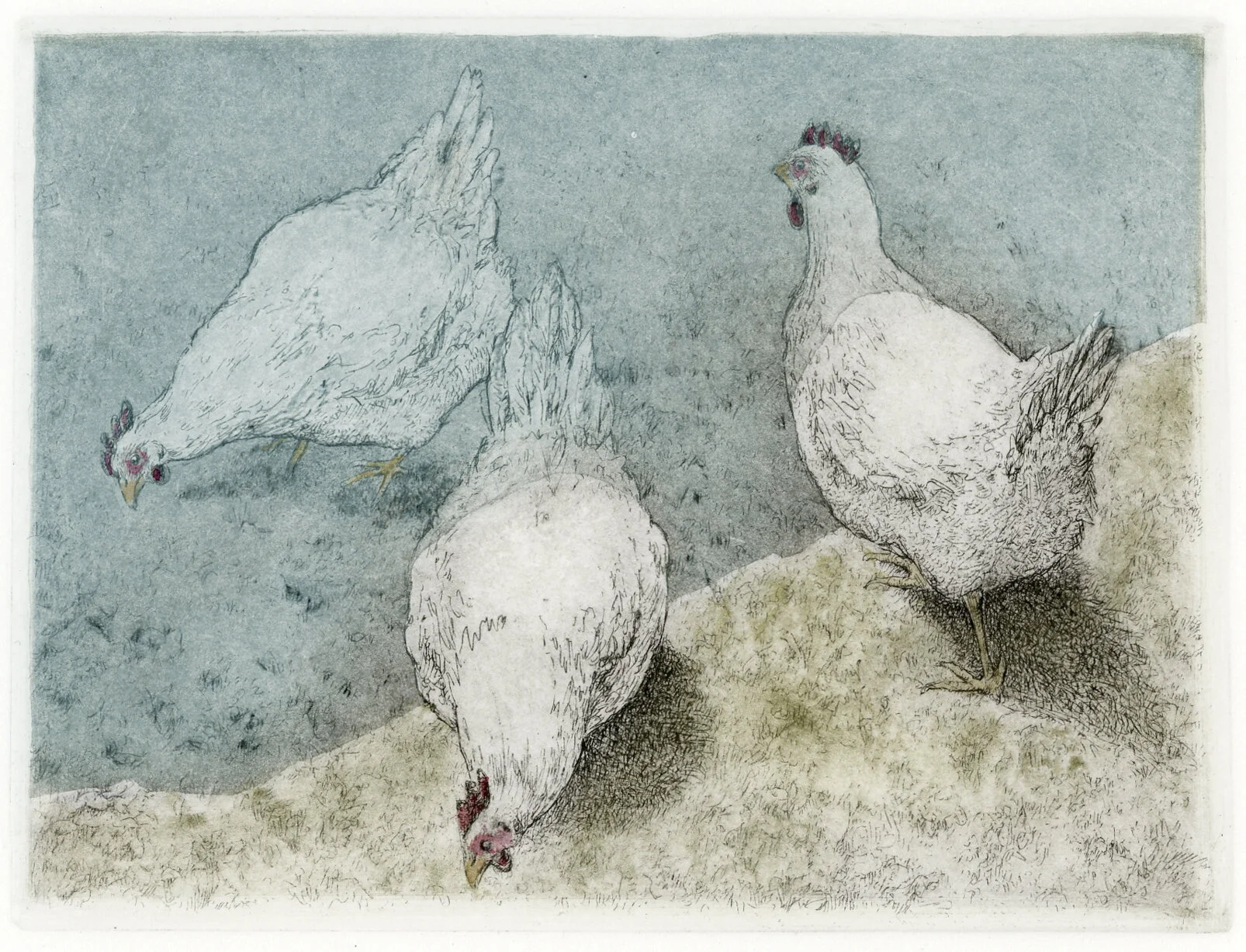 Blue Tarp Over White Chickens