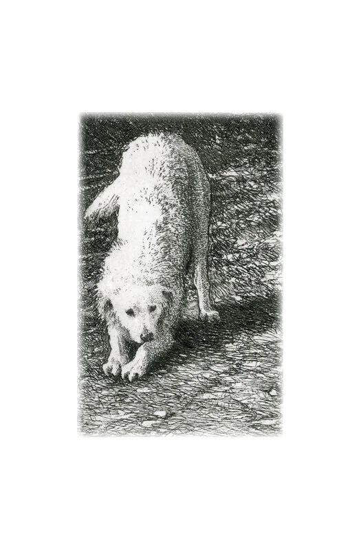 Downward Dog  (black and white)