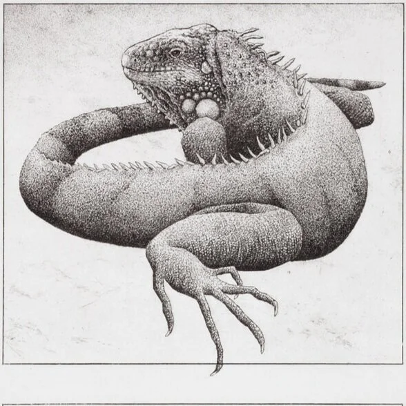 iguana.jpg