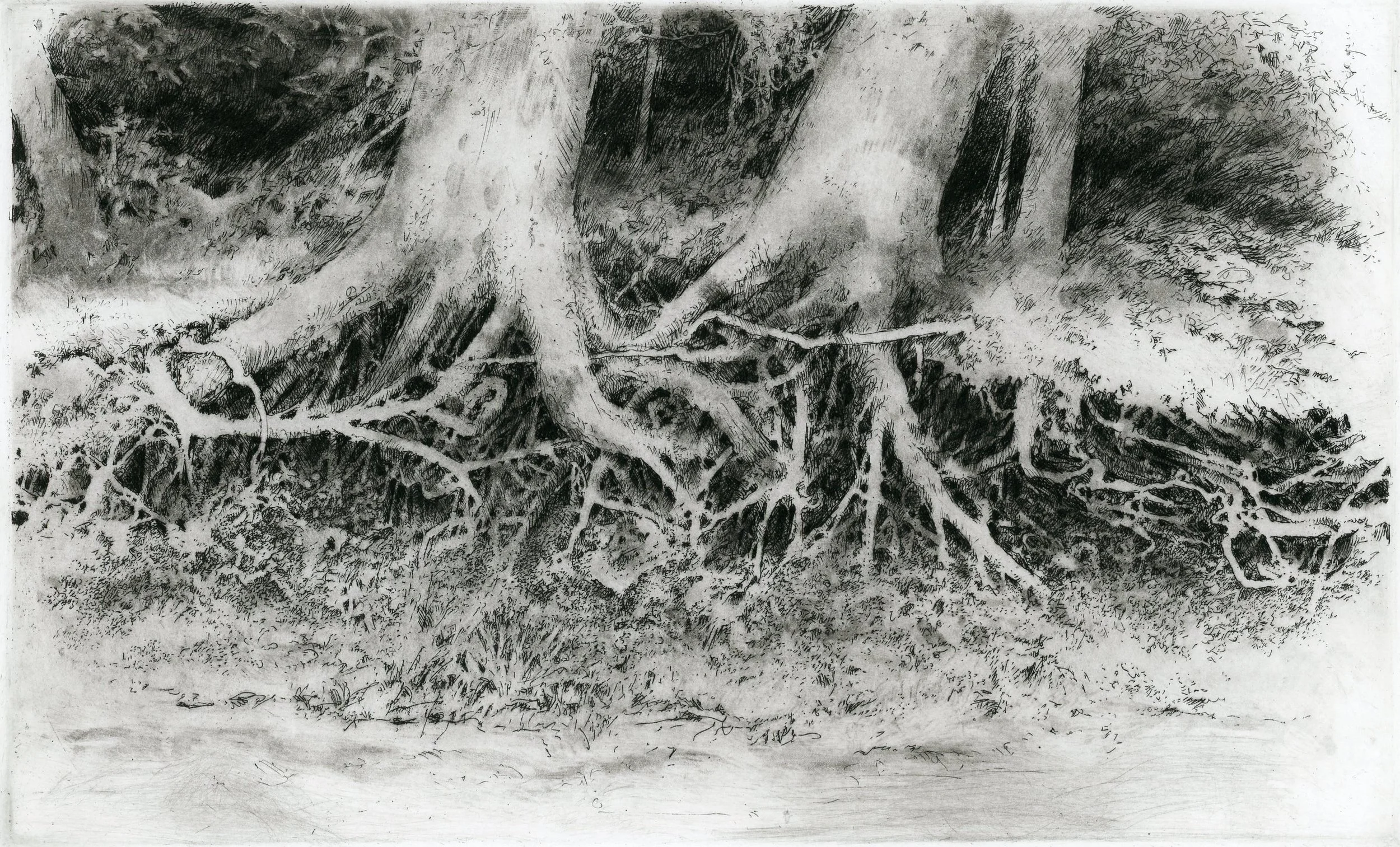 Riverside Trees