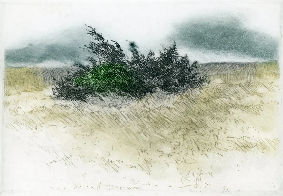 Bush on the Beach
