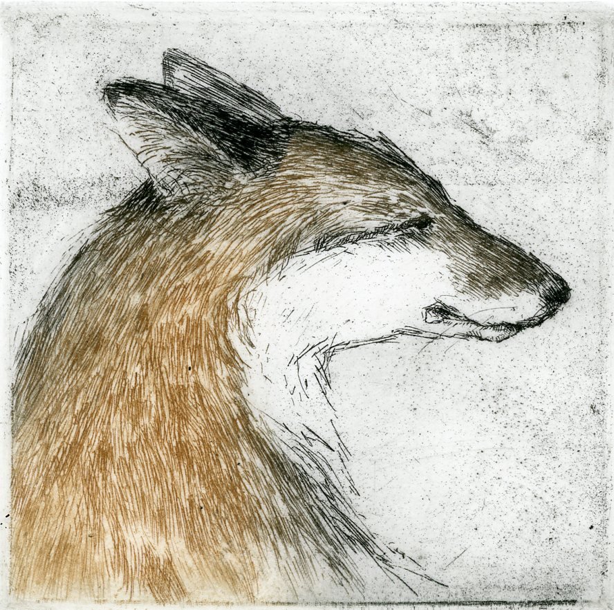 Red Fox