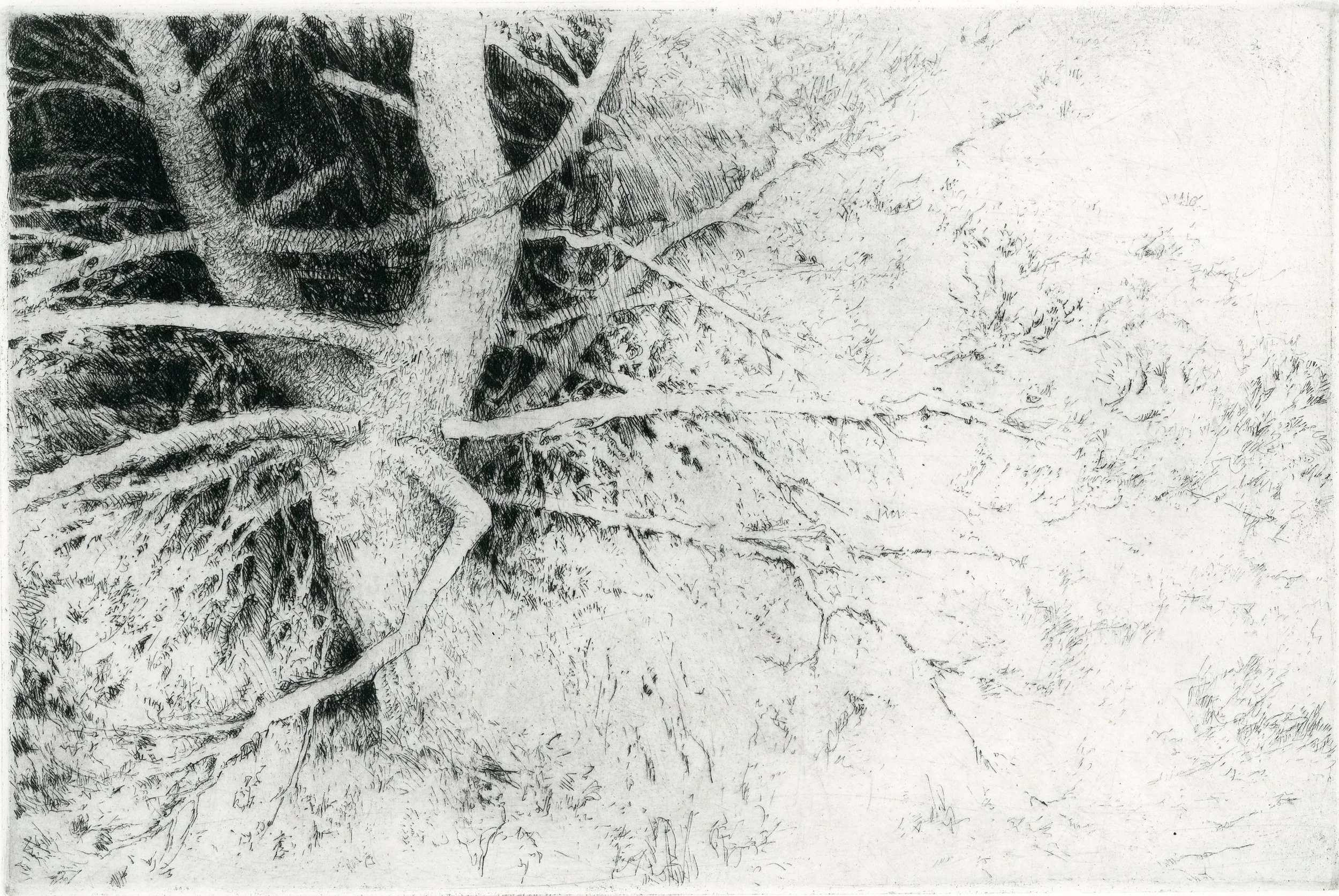 White Pine on the Edge