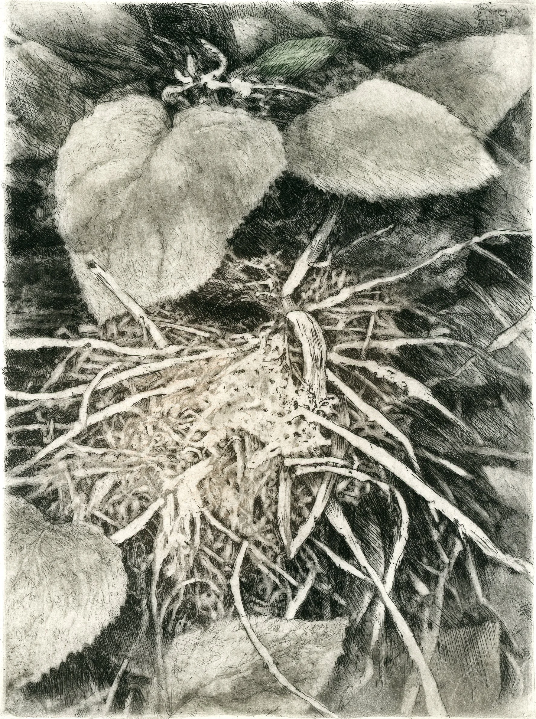 Nest Unseen