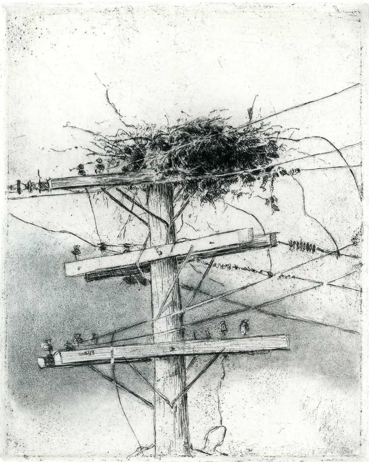 Osprey Nest