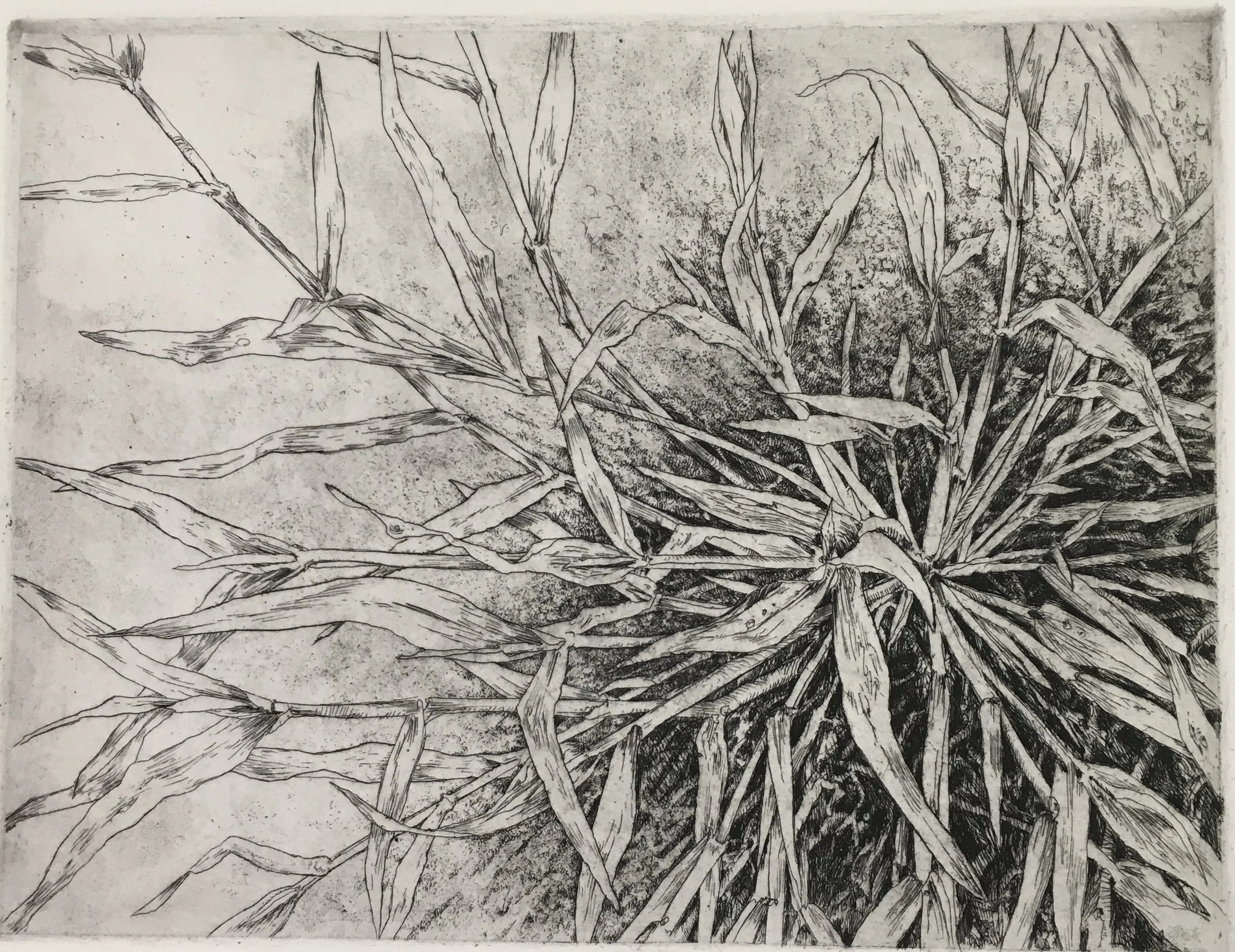 crab grass - timing is everything.jpg