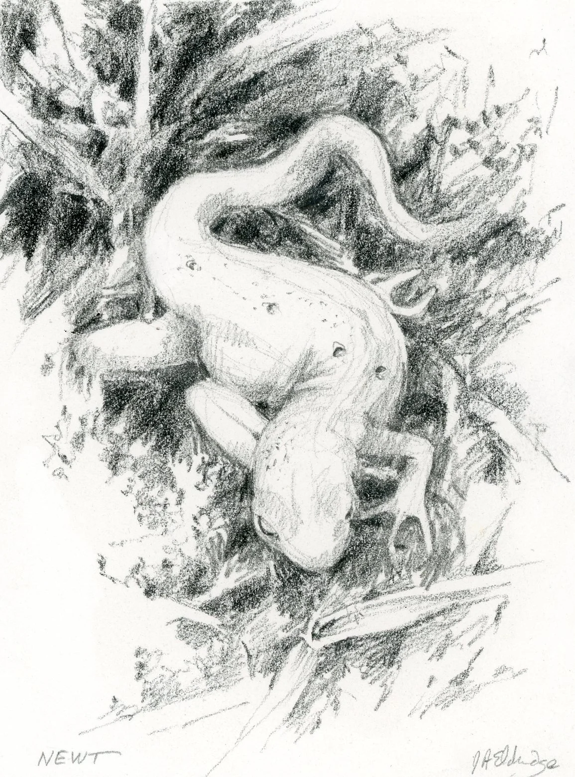 newt001.jpg