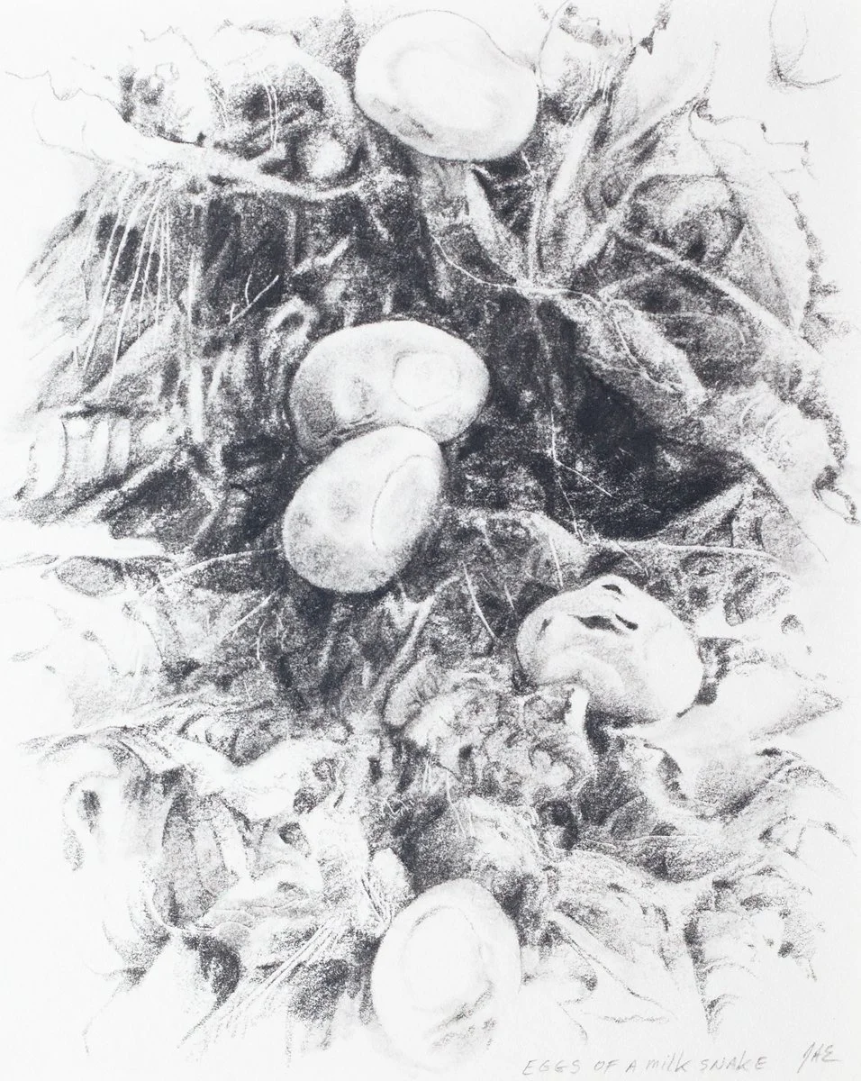snake eggs.jpg