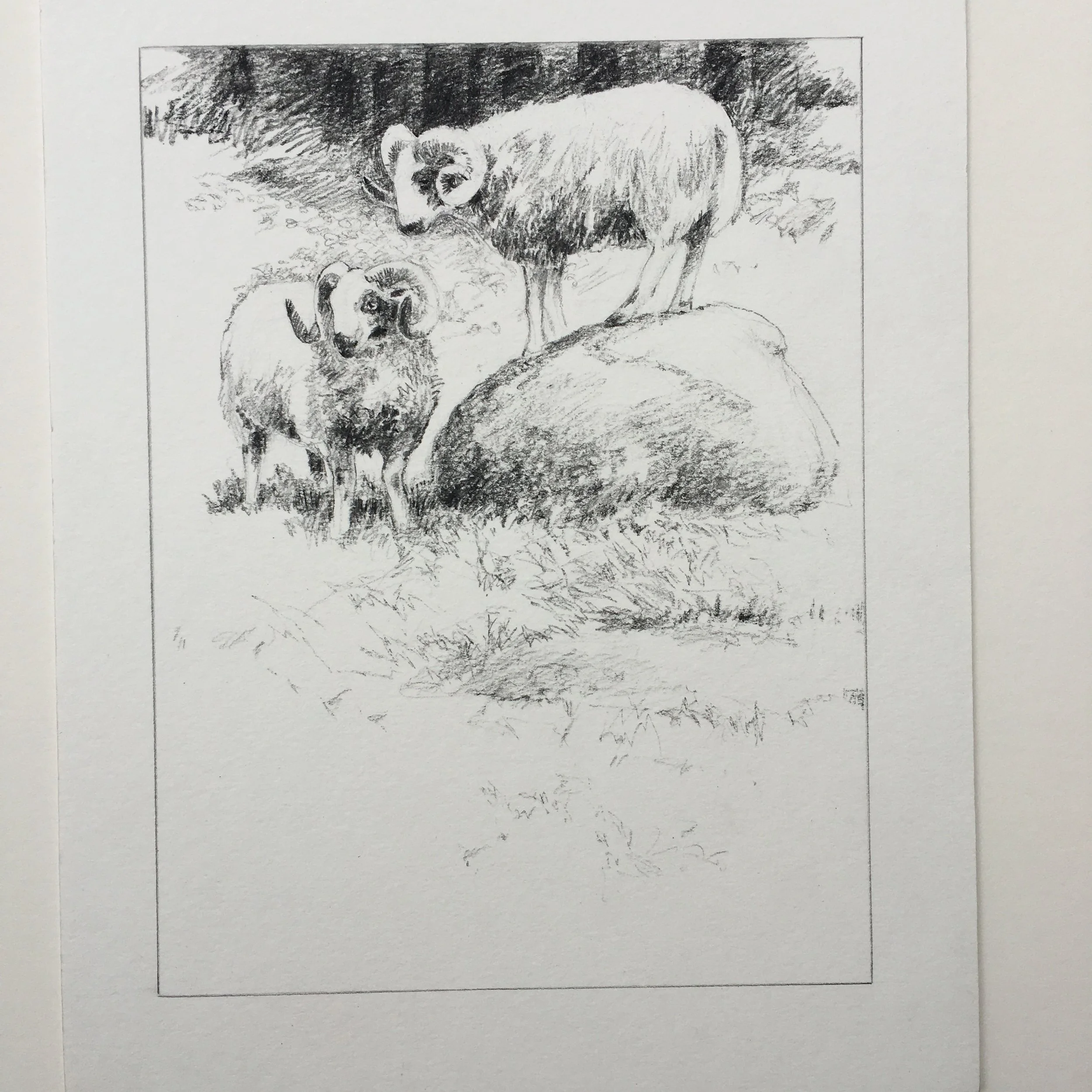 sheep on rock 2 pencil.JPG