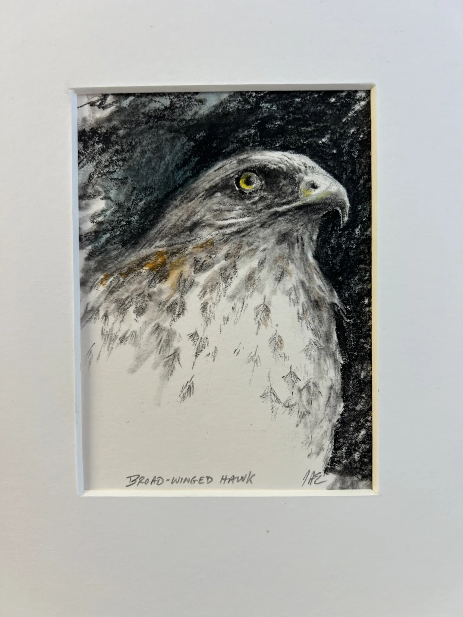 broad wing small.jpg