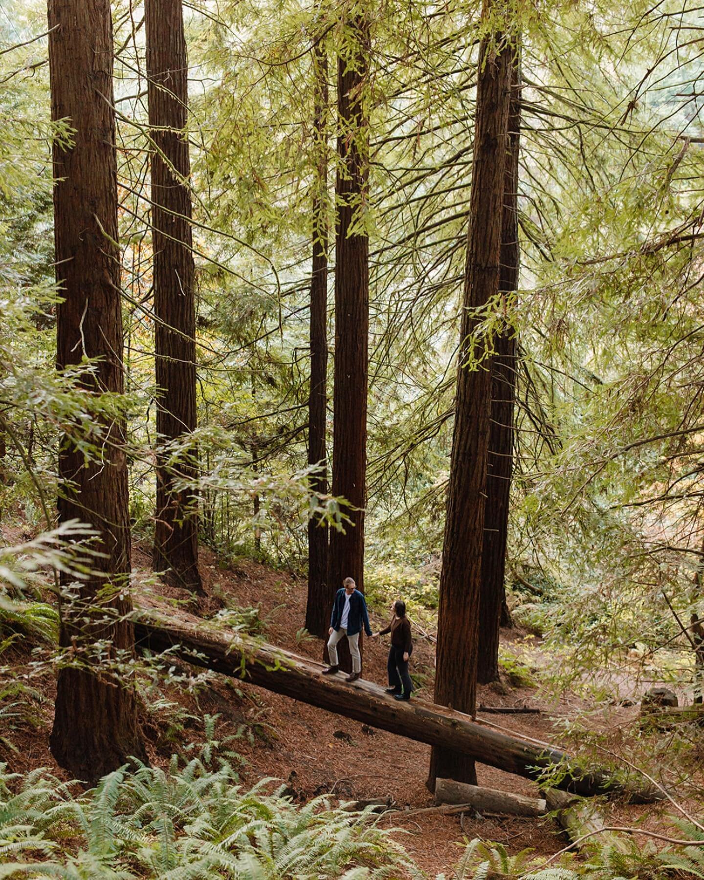 Let&rsquo;s get lost in the trees 🌳

#hoytarboretum #engagementphotos #oregonengagementsession #oregonweddingphotographer