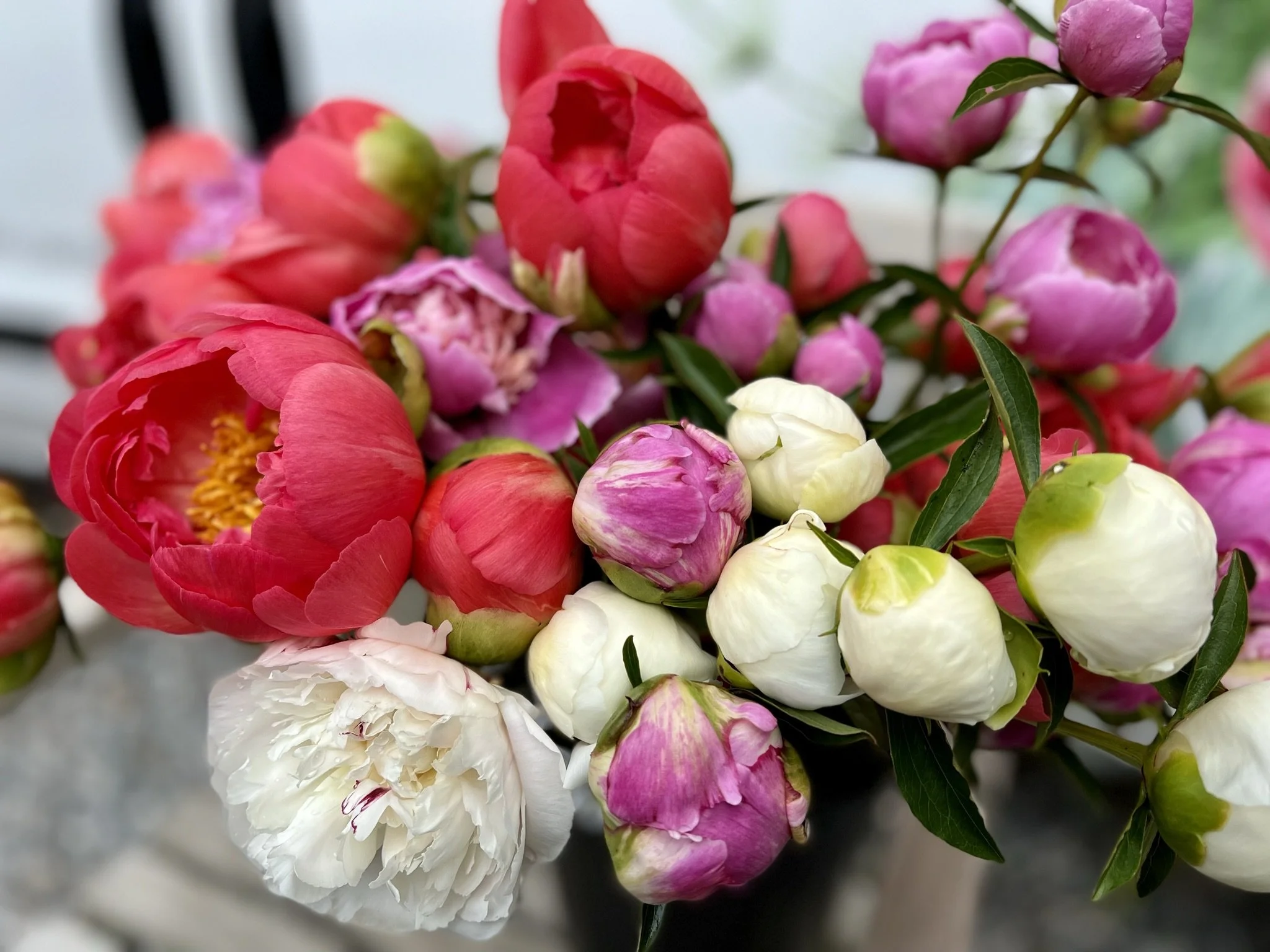 PEONIES | PICK UP AT FARM STORE | Coming Soon!