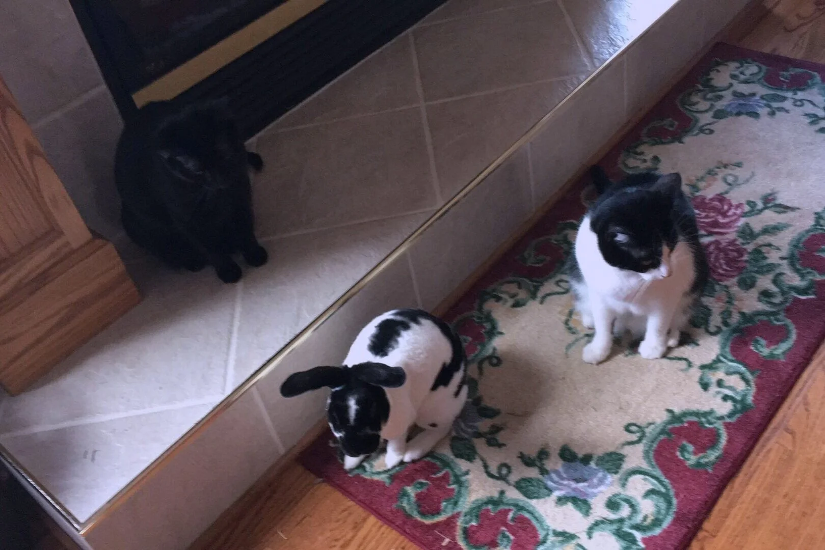 two cats &amp; a rabbit