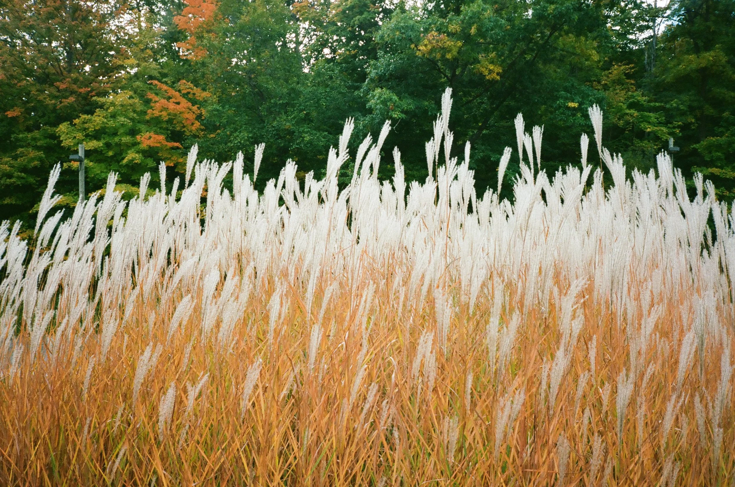 Tall white wild grass in the foreground with colorful autumn trees with orange, yellow, and green leaves in the background.